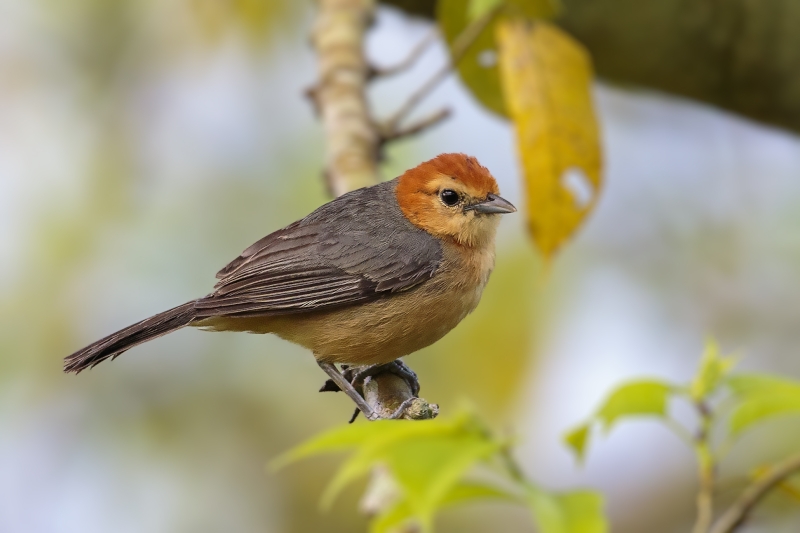 Buff-bellied Tanager