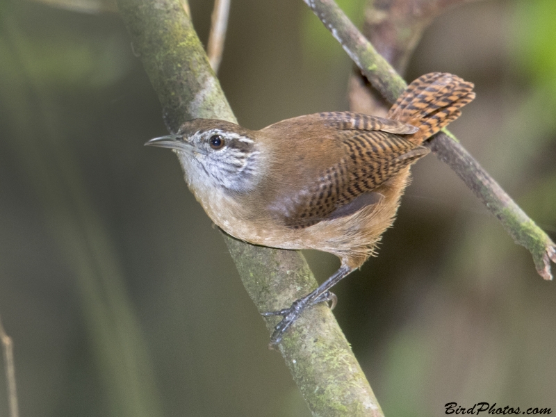 Buff-breasted Wren