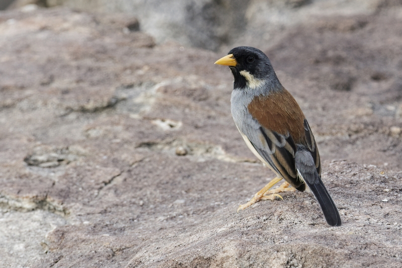 Buff-bridled Inca Finch