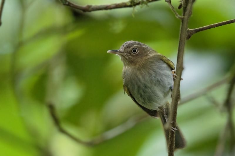 Buff-throated Tody-Tyrant