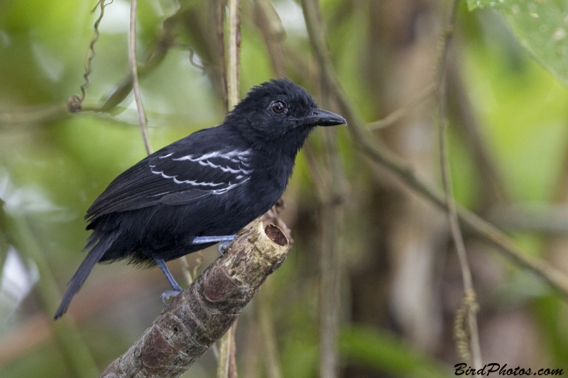 Castelnau's Antshrike