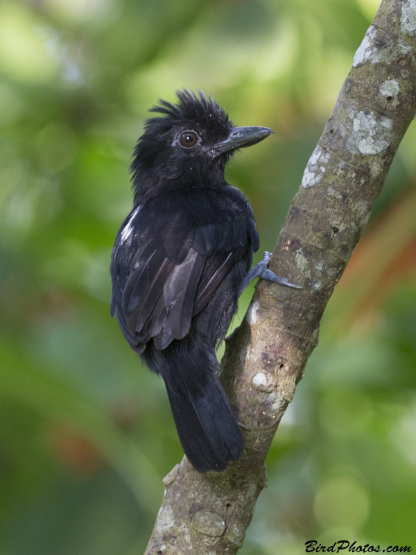 Castelnau's Antshrike