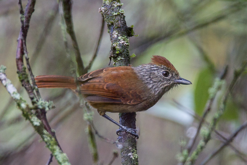 Chapman's Antshrike