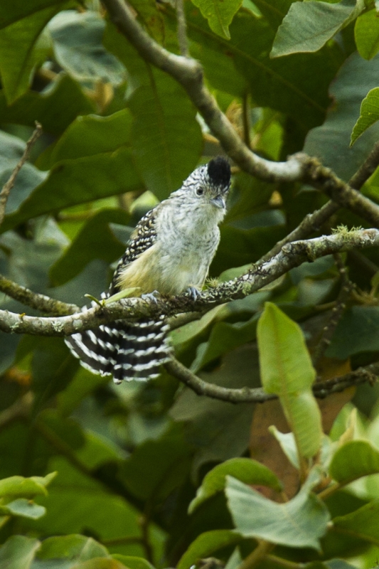 Chapman's Antshrike