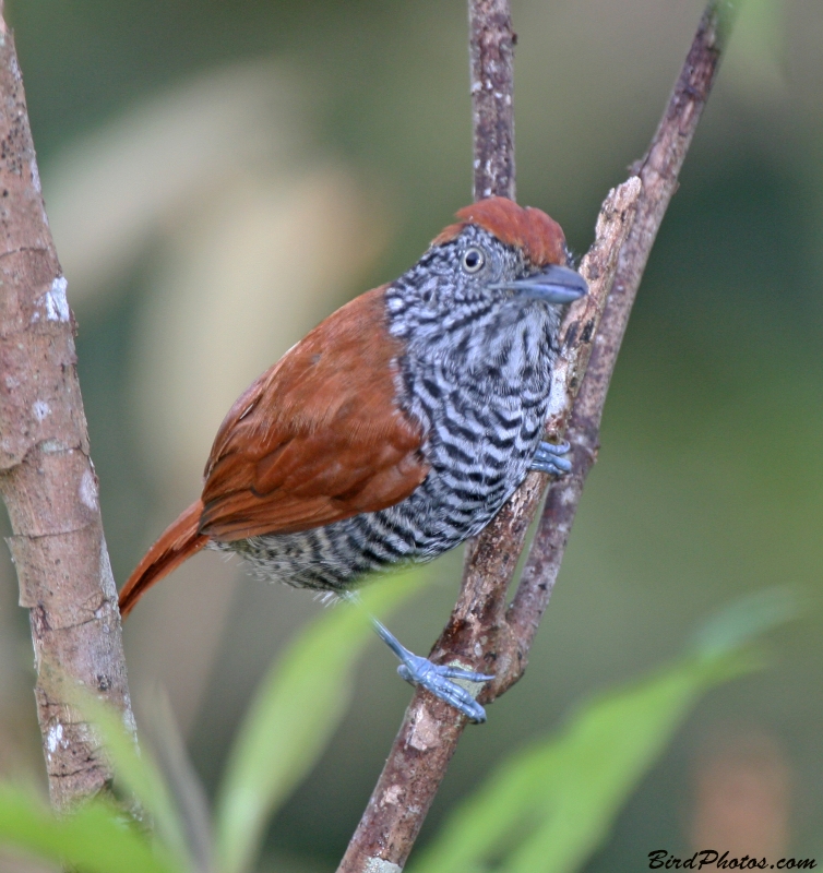 Chestnut-backed Antshrike