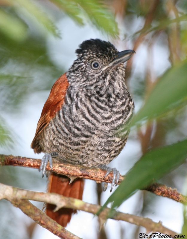 Chestnut-backed Antshrike