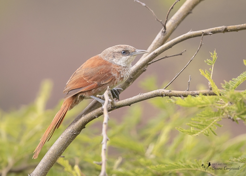Chestnut-backed Thornbird