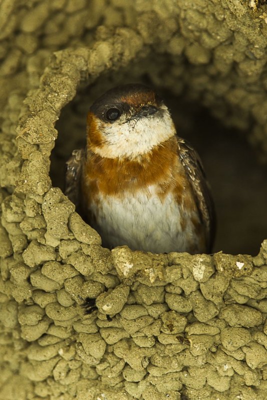 Chestnut-collared Swallow