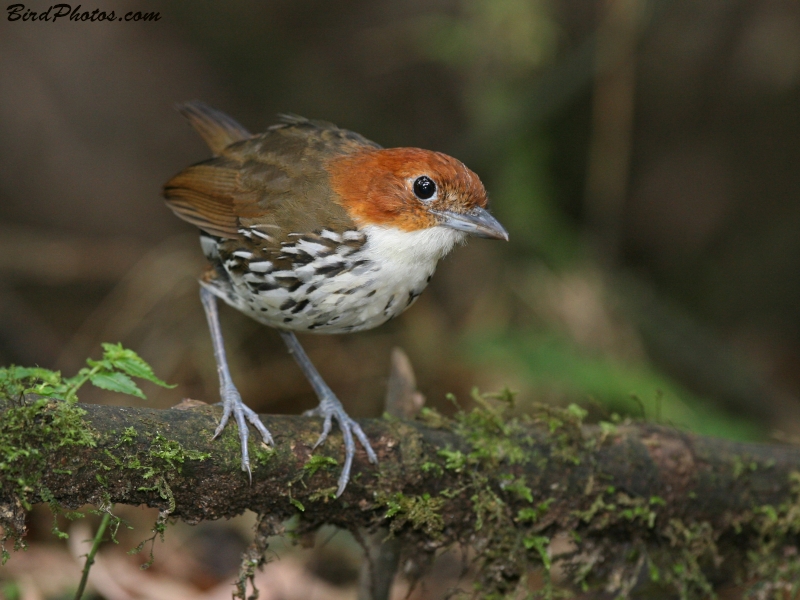 Chestnut-crowned Antpitta