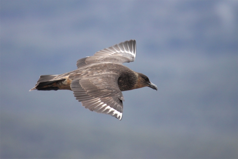 Chilean Skua