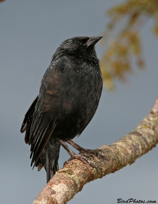 Chopi Blackbird