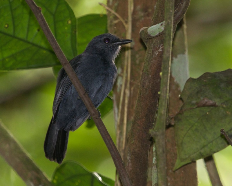 Cinereous Antshrike