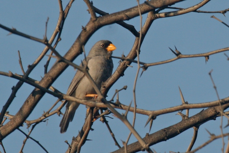 Cinereous Finch