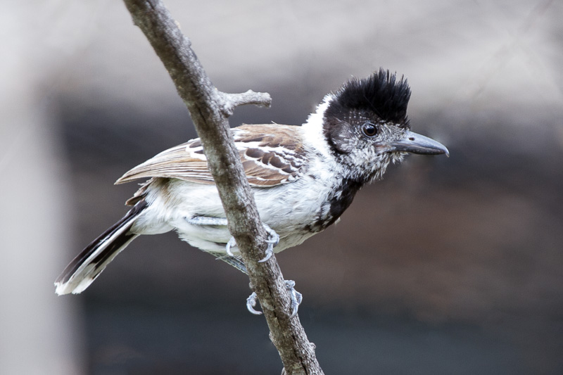 Collared Antshrike