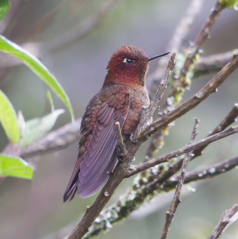 Coppery Metaltail