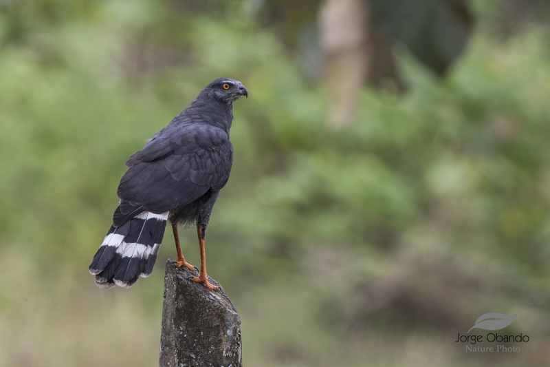 Crane Hawk