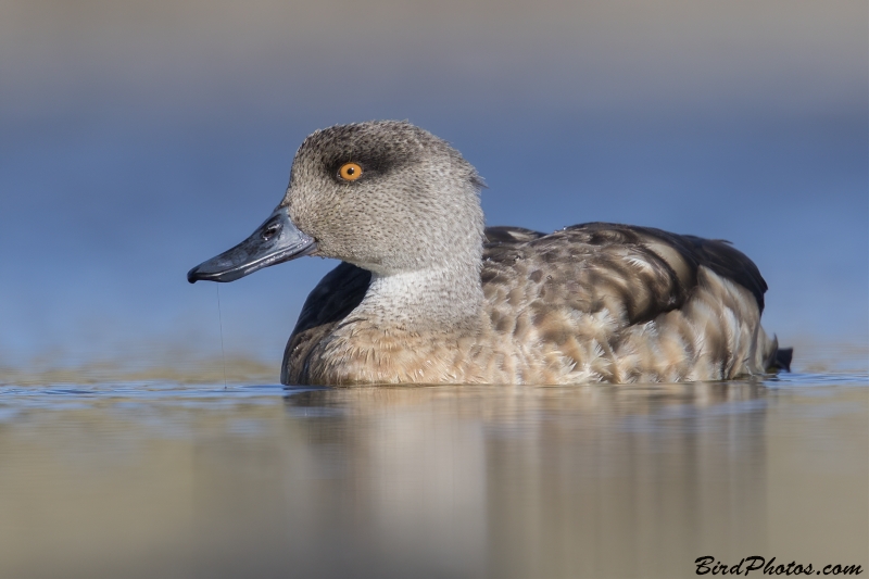 Crested Duck