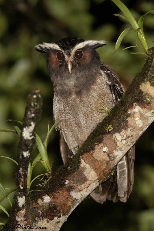 Crested Owl