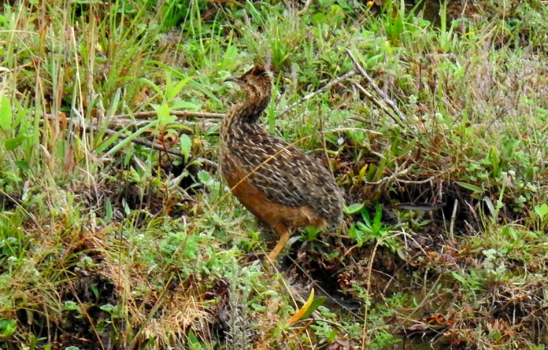 Curve-billed Tinamou