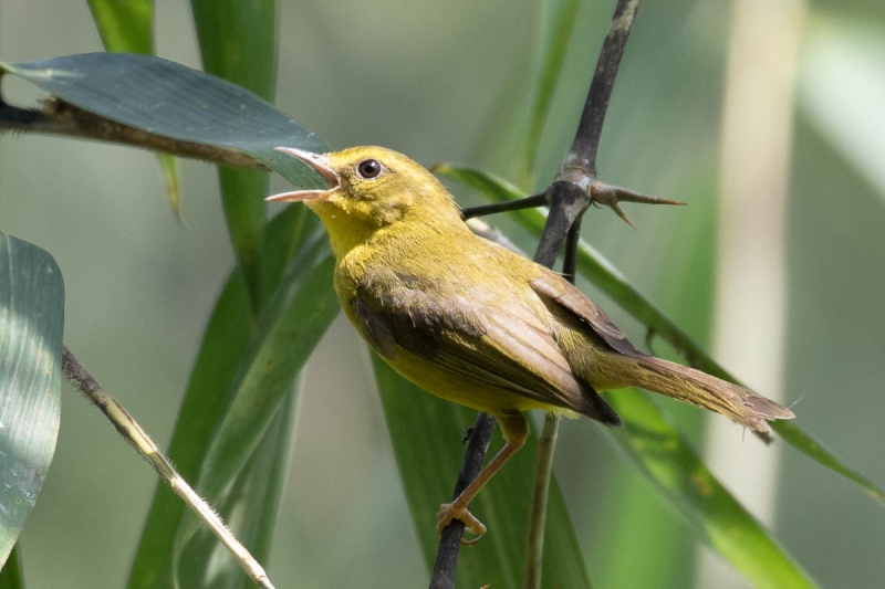 Cuzco Warbler