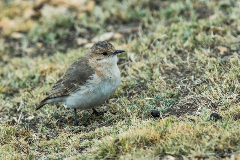 Dark-winged Miner