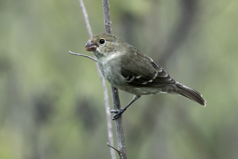 Drab Seedeater