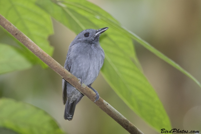 Dusky-throated Antshrike