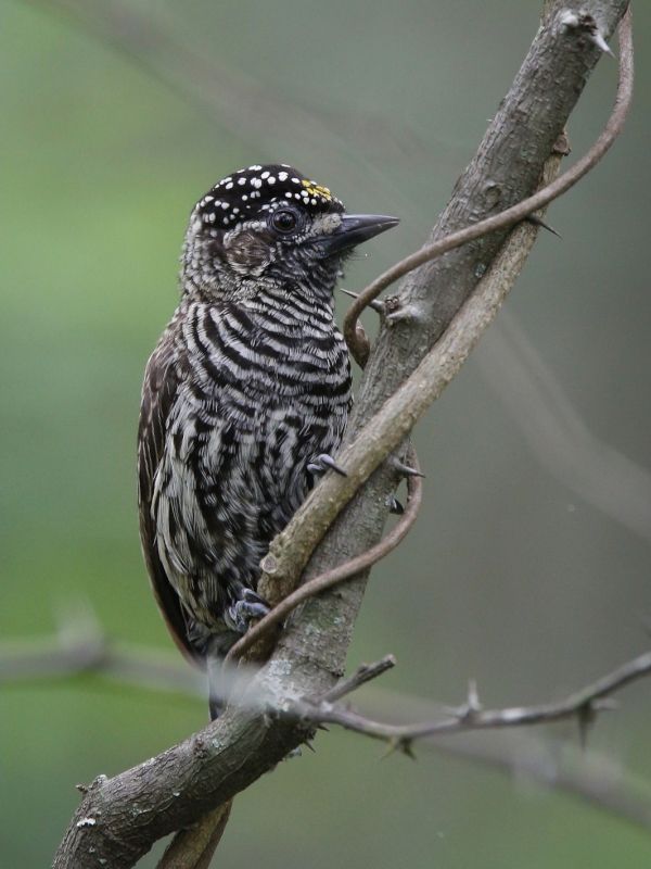 Ecuadorian Piculet