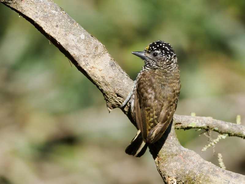 Ecuadorian Piculet