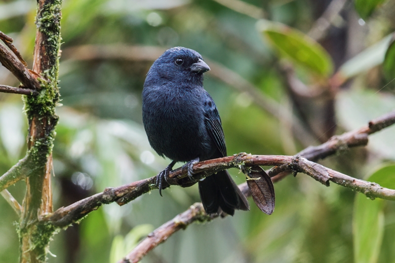 Ecuadorian Seedeater