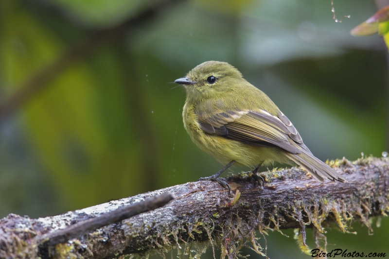 Flavescent Flycatcher