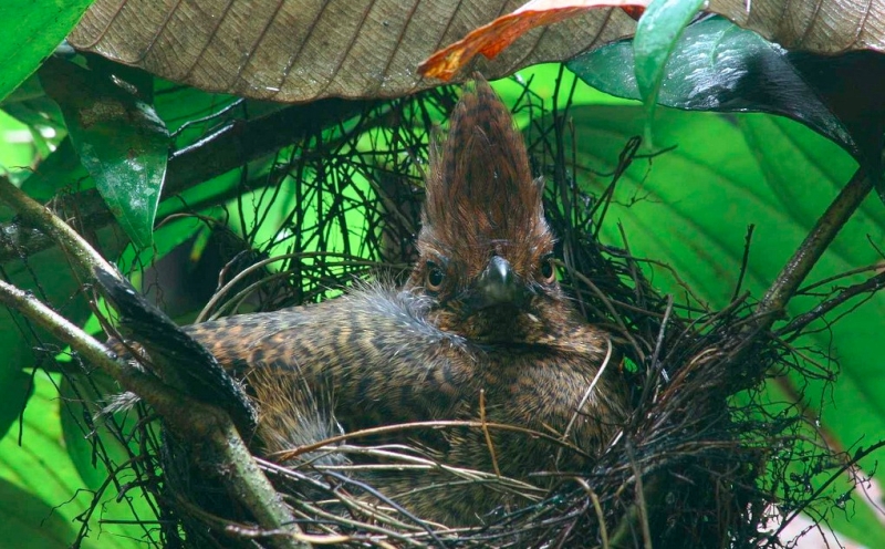 Fulvous Antshrike