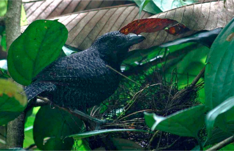 Fulvous Antshrike