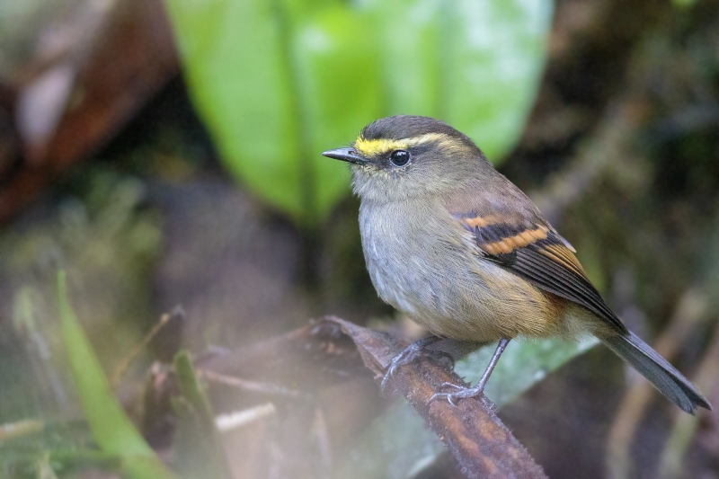 Golden-browed Chat-Tyrant