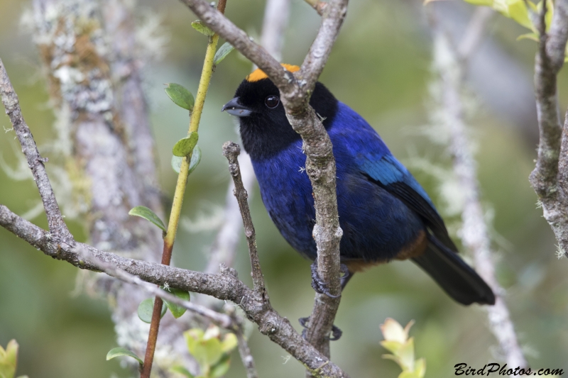 Golden-crowned Tanager