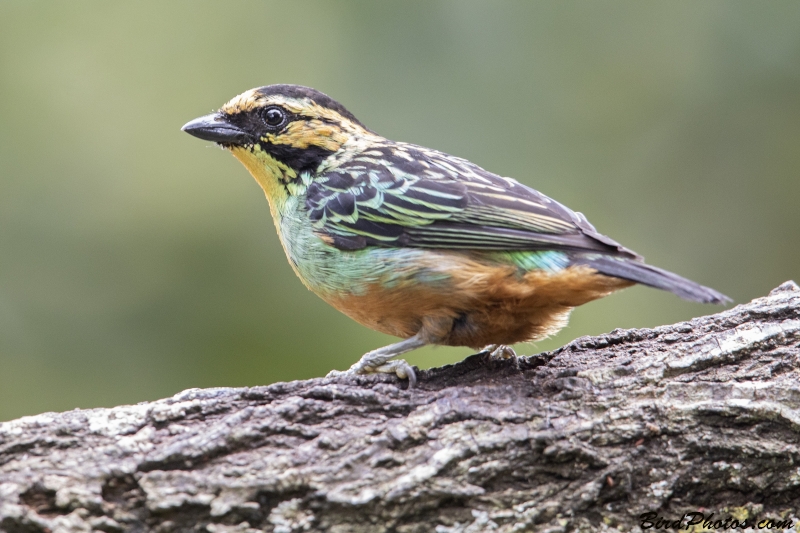 Golden-eared Tanager