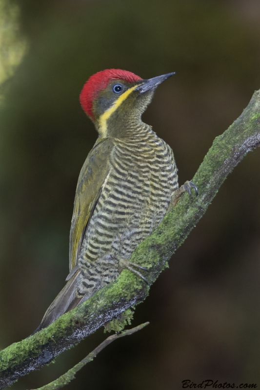 Golden-green Woodpecker