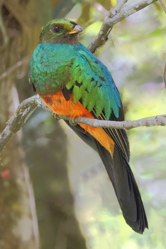 Golden-headed Quetzal