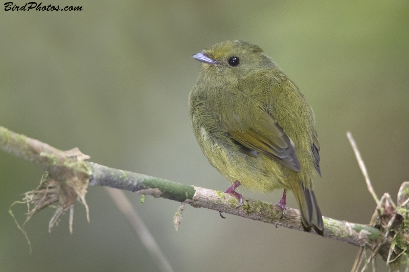 Golden-winged Manakin