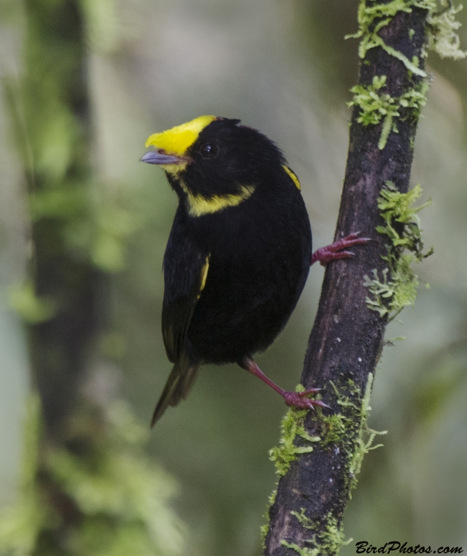 Golden-winged Manakin