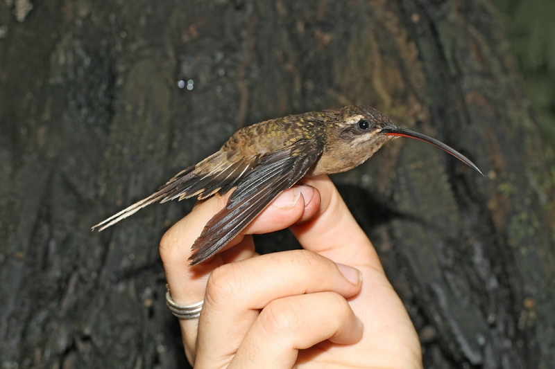 Great-billed Hermit