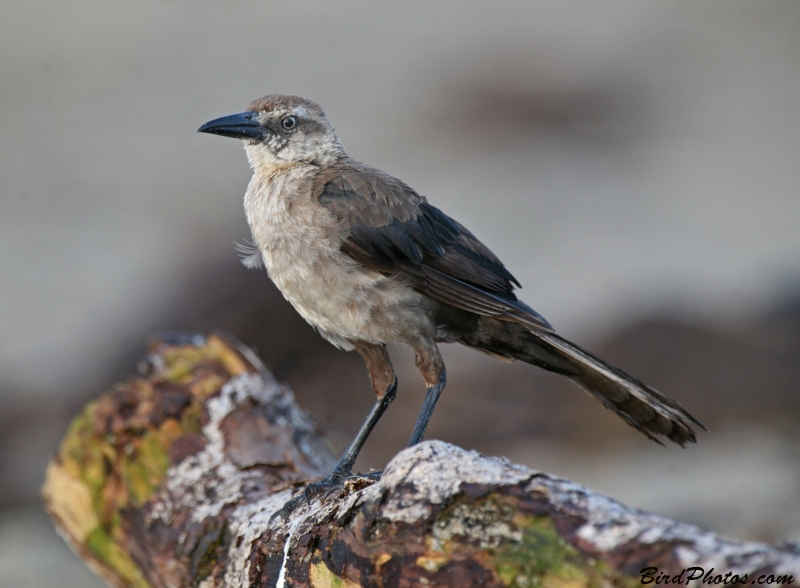 Great-tailed Grackle