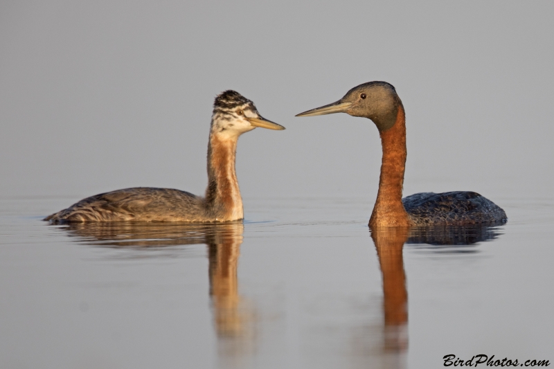 Great Grebe