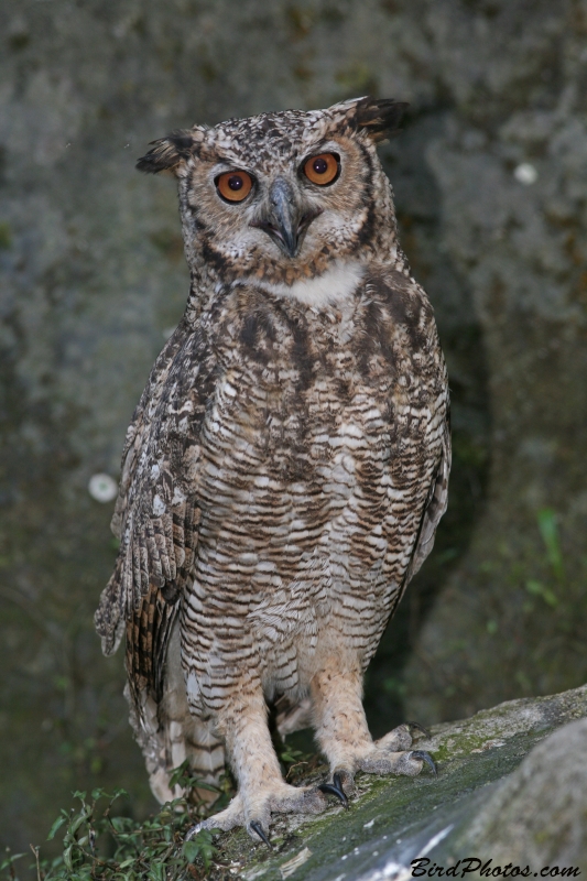 Great Horned Owl