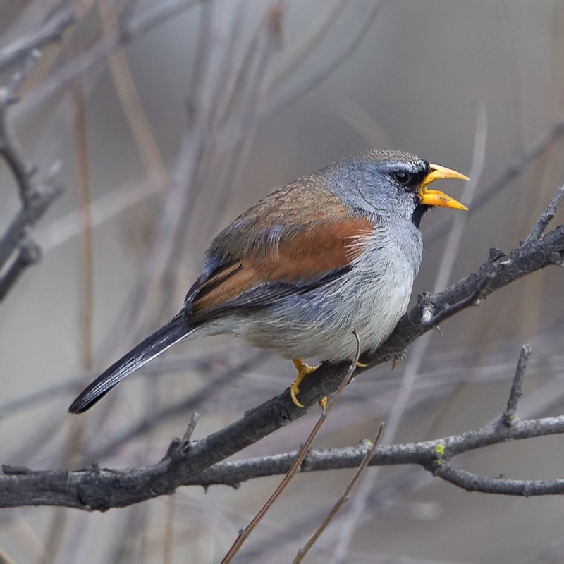 Great Inca Finch