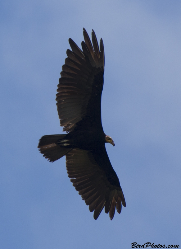 Greater Yellow-headed Vulture