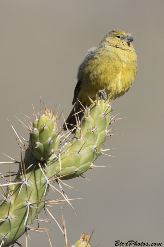 Greenish Yellow Finch