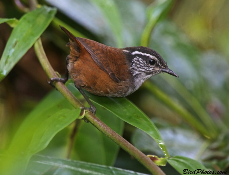 Grey-breasted Wood Wren