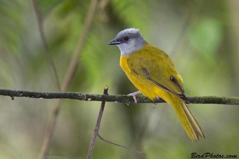 Grey-headed Tanager