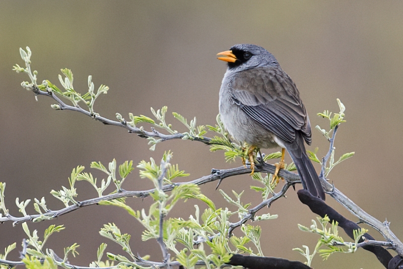 Grey-winged Inca Finch